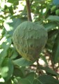 Cherimoya04.jpg