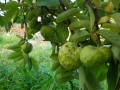 Cherimoya05.jpg