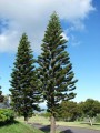 Araucariacolumnaris03.jpg