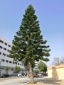 Araucariacolumnaris04.jpg