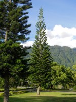 Araucaria Columnaris 