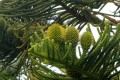 Araucariacolumnaris01.jpg
