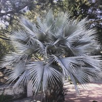 Brahea Armata