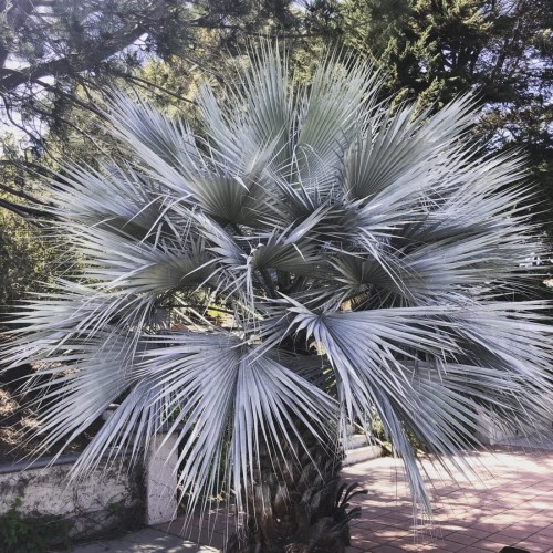 BraheaArmata01.jpg
