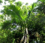 Chamaedorea Woodsoniana