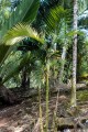 ChamaedoreaWoodsoniana02.jpg
