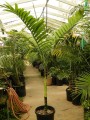 ChamaedoreaWoodsoniana03.jpg