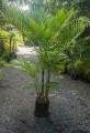 ChamaedoreaWoodsoniana04.jpg