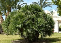 Chamaerops Humilis 'Vulcano'