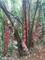 Heliconiapogonantha04.jpg