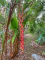 Heliconiapogonantha05.jpg
