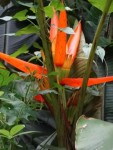 Musa Aurantiaca
