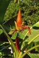 Musaaurantiaca01.jpg