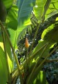 Musaaurantiaca03.jpg