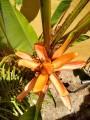 Musaaurantiaca05.jpg