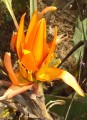 Musaaurantiaca06.jpg