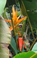 Musaaurantiaca07.jpg