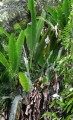 Musaaurantiaca09.jpg