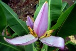 Musa Violascens 