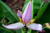 Musa Violascens 