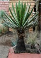 YuccaCarnerosana03.jpg