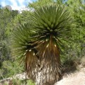 YuccaCarnerosana05.jpg