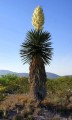 YuccaCarnerosana07.jpg