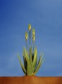 AloeVera08.jpg