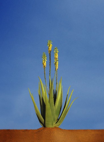 Aloe Vera Bananalicious.pl