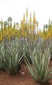 AloeVera05.jpg