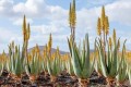 AloeVera06.jpg