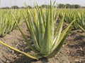 AloeVera04.jpg
