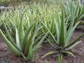 AloeVera03.jpg