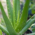 AloeVera01.jpg
