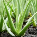 AloeVera02.jpg