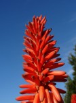 Aloe Vera Hybrid Red Flower 