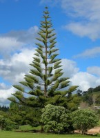 Araucaria Heterophylla 