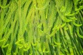 araucariaheterophylla01.jpg