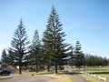 Araucariaheterophylla03.jpg