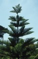 araucariaheterophylla04.jpg