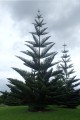 araucariaheterophylla05.jpg