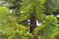 araucariaheterophylla06.jpg