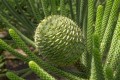 araucariaheterophylla07.jpg