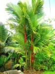 Cyrtostachys Renda