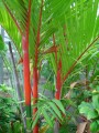 Cyrtostachys Renda.jpg