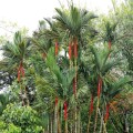 Cyrtostachys Renda02.jpg