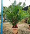 Cyrtostachys Renda07.jpg