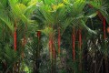 Cyrtostachys Renda08.jpg