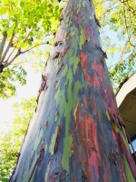 Eucalyptus Deglupta
