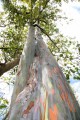 EucalyptusDeglupta05.jpg